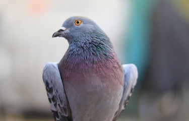 Close up head shot of beautiful pigeon bird, Pigeon close up on blue background