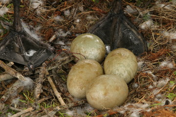 Höckerschwan (Cygnus olor)