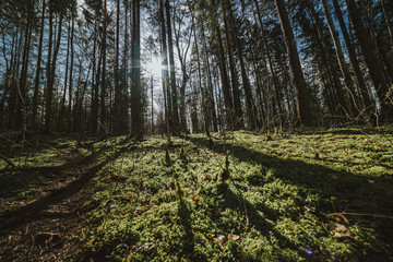 Sunshine forest trees. Peaceful outdoor scene - wild woods nature. Sun through green forest nature. Peaceful outdoor woods nature. Green trees in light. Sunlight green forest