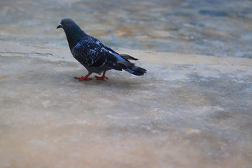 Close up head shot of beautiful pigeon bird, Pigeon close up on blue background