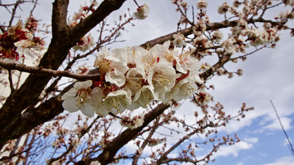 Blooming fruit trees in spring. Grassy garden layout.