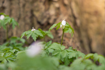 Close up of windflowers (Anemone nemorosa) in front of a tree during spring in nature reserve 