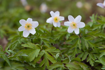 Close up of windflowers (Anemone nemorosa) during spring in nature reserve "Pålsjö skog" in Helsingborg, Sweden. 