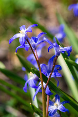 Blue flowers of the Scilla Squill blooming in April. Bright spring flower on Scilla Bifolia closeup - Bluebells in a spring forest, macro shot with green soft light and blurred background.