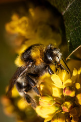 Bumblebee