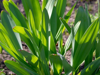 Obraz premium Green grass background texture. Field of fresh green grass texture as a background, top view, horizontal. Artificial green grass texture for background.