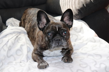 French Bulldog enjoying the sofa