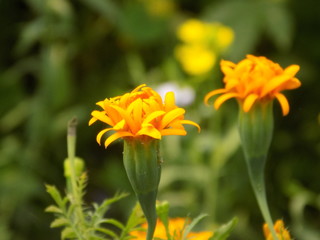 yellow flowers