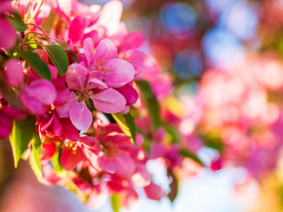Naklejka na ściany i meble Branches of apple blossoming, pink flowers. Apple blossom panorama wallpaper background. Spring flowering garden fruit tree