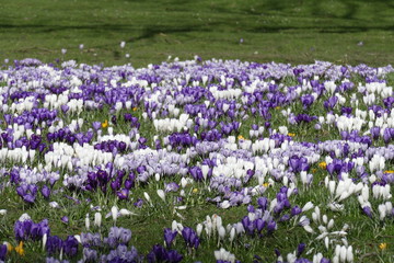 Colorful crocuses, Flower Meadow in Spring