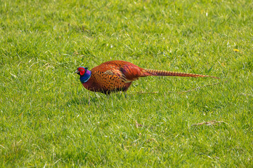 Fototapeta premium Side view of a pheasant walking in the grass at the Mechels broek