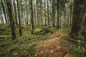 Nature pathyway in green forest