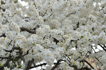 cherry blossoms in the spring garden