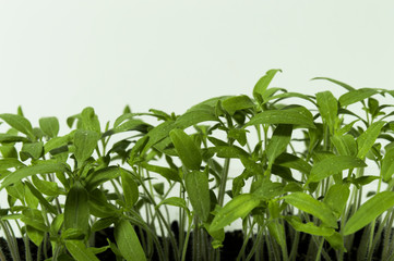 Young seedling tomato.
