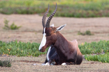Antilope im de Hoop Nature Reserve in Südafrika