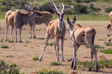 Naklejka na ściany i meble Antilope im de Hoop Nature Reserve in Südafrika