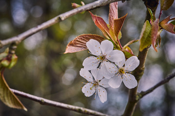 Kirschbl&uuml;te closeup