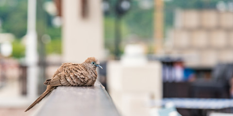 Geopelia striata bird sitting on wooden railing, copy space.