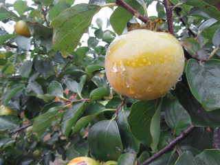 Persimmon kaki tree with unripe fruits dripping of morning rain . Tuscany, Italy