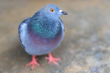 Close up head shot of beautiful pigeon bird, Pigeon close up on blue background