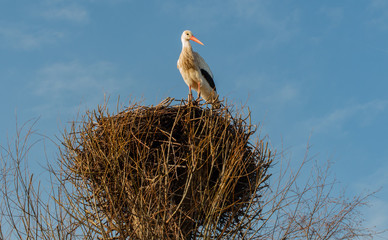 Klapperstorch ruht sich in seinem Nest aus 