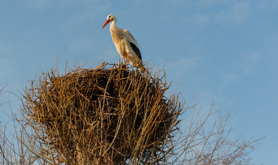 Klapperstorch ruht sich in seinem Nest aus 