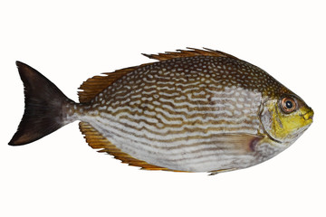 Close up Java rabbitfish or Bluespotted spinefish or Streaked spinefoot ( Siganus javus ) fish...