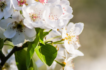 Flowering white flowers of pear tree in the morning 