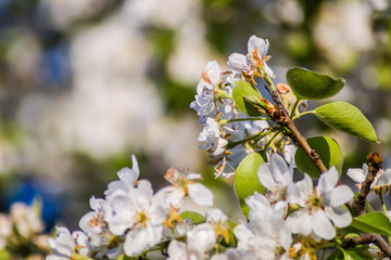 Flowering white flowers of pear tree in the morning 
