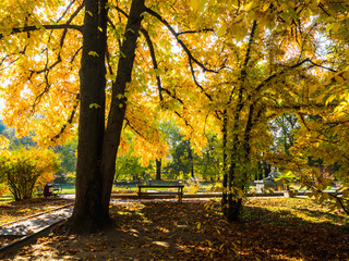 Obraz premium Dramatic light on fall season tree. Autumn scene in the park with colorful foliage.
