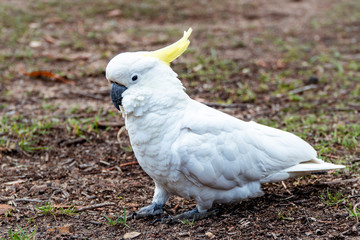 White Yellow Cockatoo Australian Bird. Noisy birds walking. Close up macro of feathers, beak, eyes, yellow. Perspective of wildlife closeup. Shot in Blue Mountains, NSW Australia