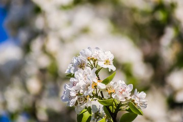 Flowering white flowers of pear tree in the morning 