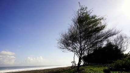 Fototapeta na wymiar Silhouette landscape photos of dry plants, blue sky on the beach