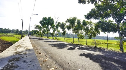 green rice fields, paved roads and blue sky