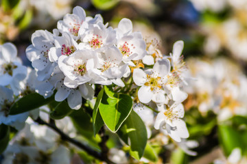 Flowering white flowers of pear tree in the morning 