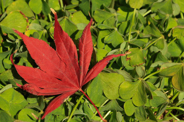 Single Maple leaf is on the floor covered with green small plants make it contrast and enhancing bright color.