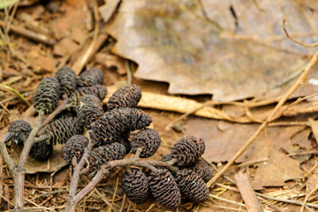 Group of Pine cones got fire burnt on a forest ground next to dry leaves