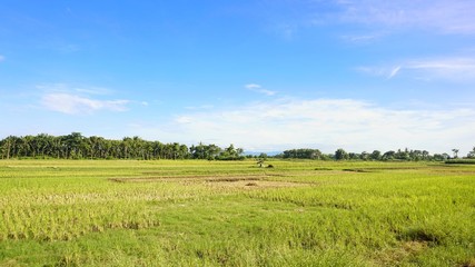Fototapeta premium green rice fields and blue sky
