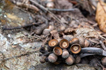 Remain from Quercus or Oak nuts fall on a big stone covered with moss and lichen in a tropical forest