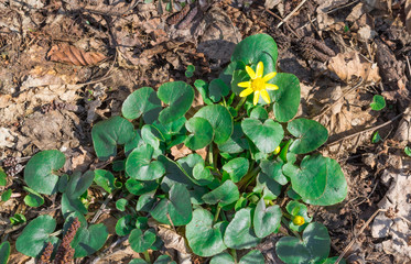 Forest yellow flower Chistyakov and green leaves