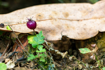 Single purple wild fruit shoots out from a tropical forest ground floor covered with green and dry leaves.