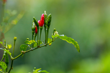 Group of chilies stand fresh on its branches. Organic chili farm with red and young green fruits