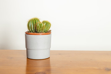 cactus in vasetto