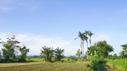 Fototapeta premium green rice fields and blue sky