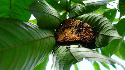 Amazonas Regenwald, Dschungel 