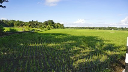 green rice fields and blue sky