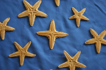 an unusual four-pointed starfish looking like a cross among five-pointed starfish. Leadership, uniqueness, think different, teamwork business success. different concept