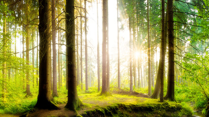 Fresh green forest in spring with bright sunlight shining through the trees 