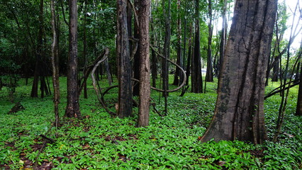 Amazonas Regenwald, Dschungel 