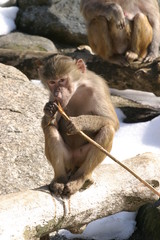 Mantelpavian oder Hamadrya (Papio hamadryas)